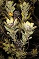 Leucadendron pubescens 5Dsr 0869.jpg