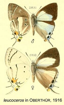 Leucoceros inOberthur1916.jpg