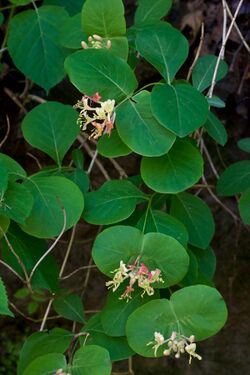 Lonicera reticulata.jpg