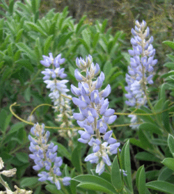 Lupinus diffusus.gif