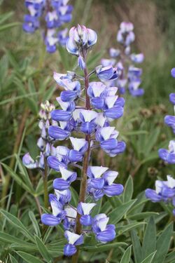 Lupinus latifolius 5800.JPG