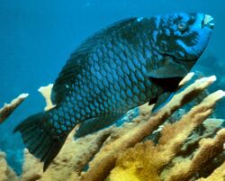 Midnight parrotfish.jpg