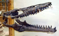 Mosasaur skull.JPG