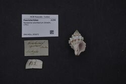 Naturalis Biodiversity Center - ZMA.MOLL.355973 - Peristernia columbarium (Gmelin, 1791) - Fasciolariidae - Mollusc shell.jpeg