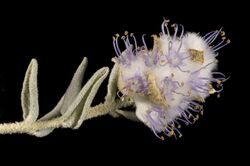 Newcastelia cephalantha - Kevin Thiele-2.jpg