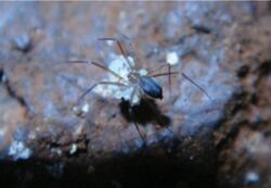 Ochyrocera varys with egg sac.jpg