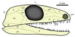 Skull reconstruction of Paleothyris