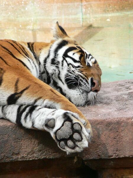 File:Panthera tigris11.jpg