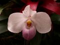 Paphiopedilum delenatii “Sweet Fragrance,” 2015-03-13, Phipps Conservatory.jpg