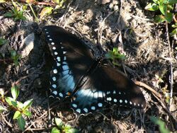 Papilio troilus Linne (1).jpg
