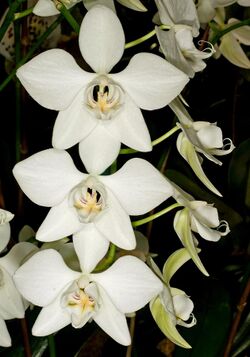 Phalaenopsis aphrodite Orchi 0047.jpg