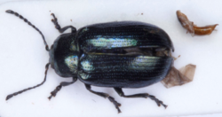 Phratora polaris Sparre Schneider 1886.png