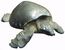 Pig-nosed turtle (Carettochelys insculpta) (cropped).jpg