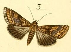 Pl.16-03-Lophoptera litigiosa (Boisduval, 1833).jpg