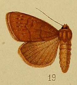 Pl.36-fig.19-Aspidifrontia corticea (Hampson, 1910) (Cirphis).JPG