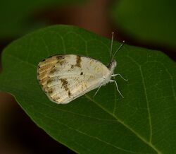 Plain Orange-Tip, Colotis eucharis W IMG 9378.jpg