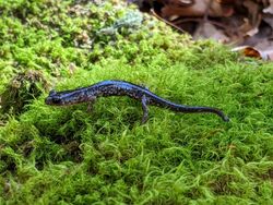 Plethodon punctatus 101120592.jpg