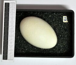 A whitish, oval egg in a black material.