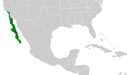 Polioptila californica map.svg