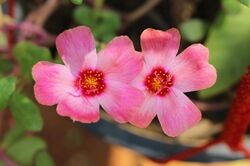 Portulaca flowers 12.jpg