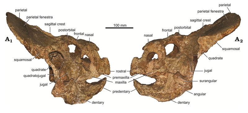 File:Protoceratops MPC-D 100 505 skull.png
