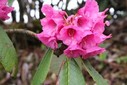 Rhododendron kesangiae at Pelela.jpg