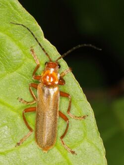 Roter Fliegenkäfer (Cantharis rufa) (9528168685).jpg