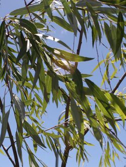 Salix mucronata - Cape Silver Willow - South Africa.jpg
