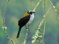 Saltator atripennis -Manizales, Caldas, Colombia-8.jpg