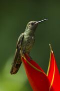 Scaly-breasted Hummingbird - Sarapiqui - Costa Rica S4E0291 (26084747394).jpg