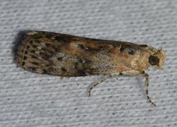 Sciota virgatella – Black-spotted Leafroller Moth (14428295612).jpg