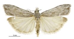 Scoparia harpalea male.jpg