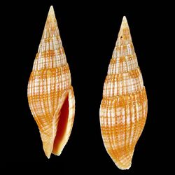 Shell Nebularia baerorum.jpg