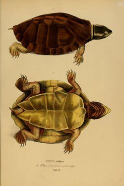 Species novae Testudinum quas in itinere annis 1817-1820 (6279657765).jpg