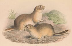 Spermophilus alashanicus.jpg