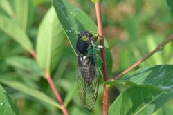 Swamp Cicada (Tibicen tibicen) (14898035959).jpg