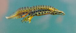 Swimming male newt, with well developed crest and bright colours