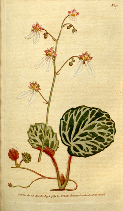 The Botanical Magazine, Plate 92 (Volume 3, 1790).png