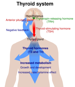 Diagram explaining the relationship between the thyroid hormones T3 and T4, thyroid stimulating hormone (TSH), and thyrotropin releasing hormone (TRH)