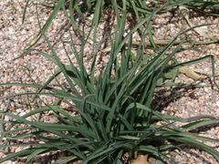 Tradescantia occidentalis.jpg