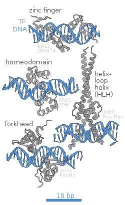 Transcription factors DNA binding sites.svg