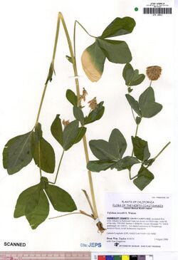 Trifolium howellii.jpg