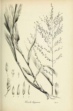 Uniola lappacea - Species graminum - Volume 3.jpg