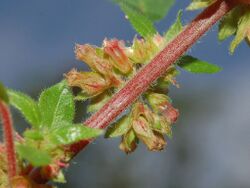 Urticaceae - Parietaria judaica-1.JPG