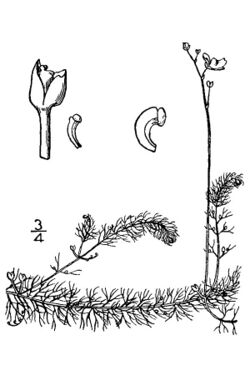 Utricularia geminiscapa illustration.jpg