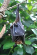A large flying fox hanging upsidedown on a branch