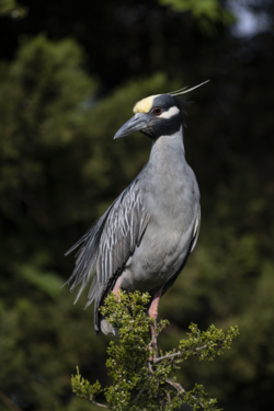 Yellow-crowned Night Heron in Cape May County, New Jersey.png