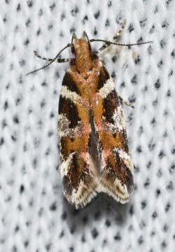 - 1761 – Aristotelia roseosuffusella (14732766379).jpg