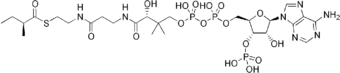 2-Methylbutanoyl-CoA.png