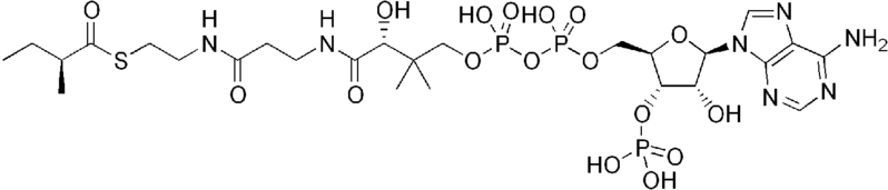 File:2-Methylbutanoyl-CoA.png